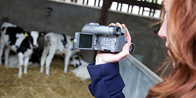 person taking video of calves in a pen to observe behaviour
